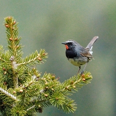 Calliope pectoralis