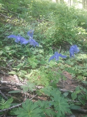 Aquilegia alpina