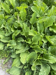 Plantago major