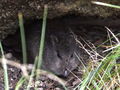 Potorous tridactylus