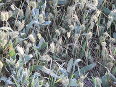 Eremopyrum orientale