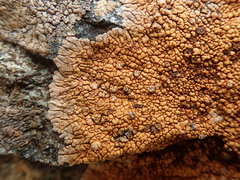Placopsis lateritioides