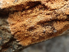 Placopsis lateritioides