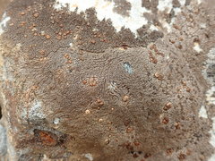 Placopsis perrugosa