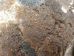 Placopsis perrugosa