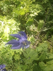 Aquilegia alpina