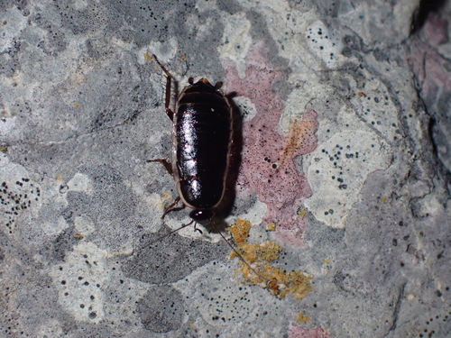 Photo of lobe-winged cockroach (Loboptera decipiens)