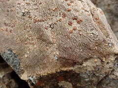Placopsis perrugosa