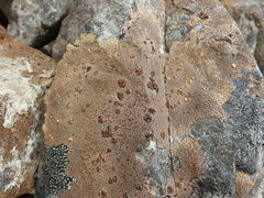 Placopsis perrugosa