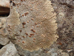 Placopsis perrugosa