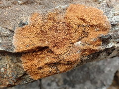 Placopsis lateritioides