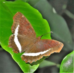 Eurytela hiarbas angustata