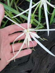 Hymenocallis palmeri