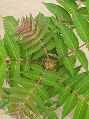 Ailanthus altissima