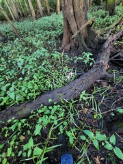 Hymenocallis palmeri