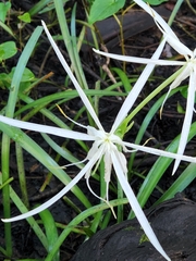 Hymenocallis palmeri