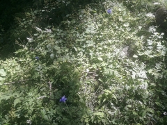 Aquilegia alpina