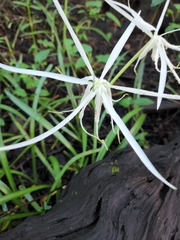 Hymenocallis palmeri
