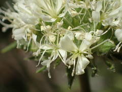 Saponaria bellidifolia