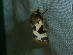 Watsonarctia deserta