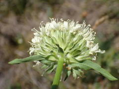 Saponaria bellidifolia