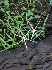 Hymenocallis palmeri