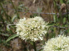 Saponaria bellidifolia