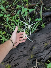 Hymenocallis palmeri