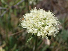 Saponaria bellidifolia