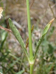 Saponaria bellidifolia