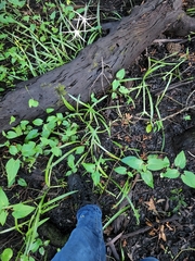 Hymenocallis palmeri