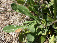 Saponaria bellidifolia