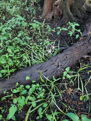 Hymenocallis palmeri