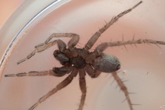 Pardosa pullata