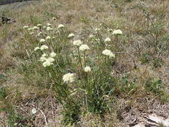 Saponaria bellidifolia