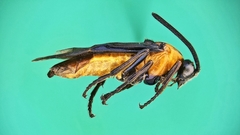 Tanyphatnidea sinensis