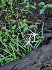 Hymenocallis palmeri