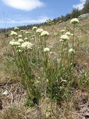 Saponaria bellidifolia