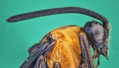 Tanyphatnidea sinensis