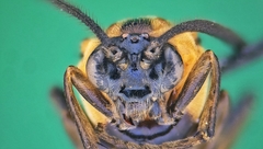 Tanyphatnidea sinensis