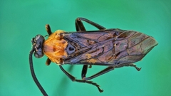Tanyphatnidea sinensis