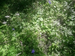 Aquilegia alpina