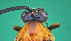 Tanyphatnidea sinensis