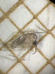 Phlebotominae