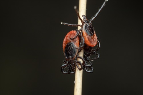 Castor Bean Tick