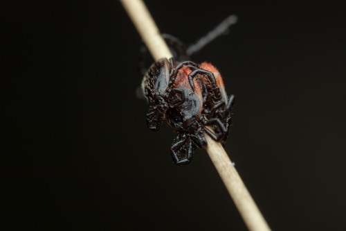 Castor Bean Tick