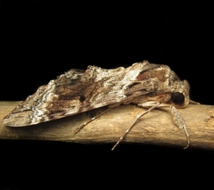 Pseudosphinx tetrio