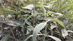 Buddleja davidii
