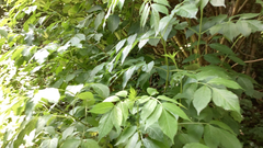 Sambucus nigra