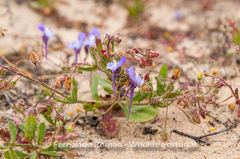 Linaria algarviana